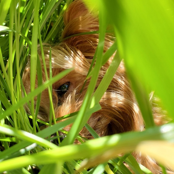 Meet your Posher, Brittany jenna - Picture 1 of 1